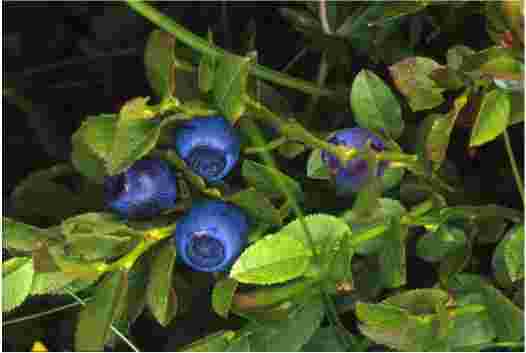  Image name: mirtillo2.jpg 
 width: 526 pixel 
 height: 353 pixel 
 Size: 8972 bytes 
 Click to enlarge 